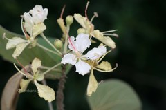Bauhinia vahlii